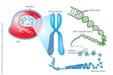 DNA