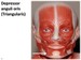 depressor anguli oris muscle